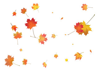 Fototapeta premium Pattern with Colorful Autumn leaves.