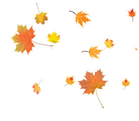 Naklejka na ściany i meble Autumn bright maple leaves background.