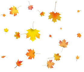 Pattern with Colorful Autumn leaves.