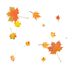 Autumn bright maple leaves background.