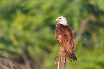 The beauty of Brahminy Kite which is an endemic bird that lives in Dhanushkodi, Tamilnadu, India.