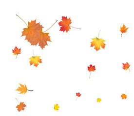 Autumn background made of beautiful maple leaves.