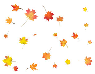 Autumn background made of beautiful maple leaves.