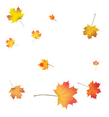 Autumn background made of beautiful maple leaves.