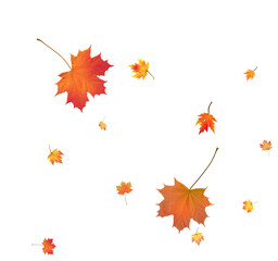 Autumn bright maple leaves background.