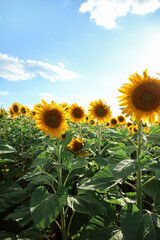 Beautiful blooming sunflowers on blue sky background