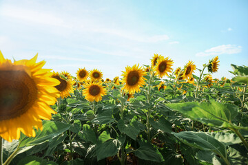 Beautiful blooming sunflowers on blue sky background