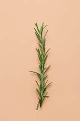 Obraz premium Twig of fresh rosemary on color background