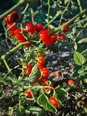 Cherry tomatoes in sunlight in the vegetable garden, tomato harvest, organic vegetables