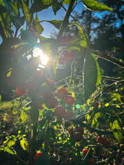 Cherry tomatoes in sunlight in the vegetable garden, tomato harvest, organic vegetables