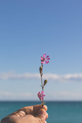 A pink flower held between the fingers with the sea as the background 