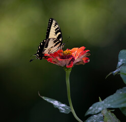 butterfly on flower