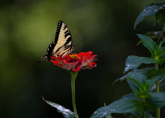 butterfly on flower