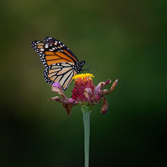 monarch butterfly on flower