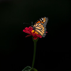 monarch butterfly on flower