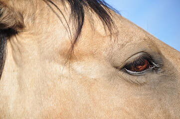 Horse Eye