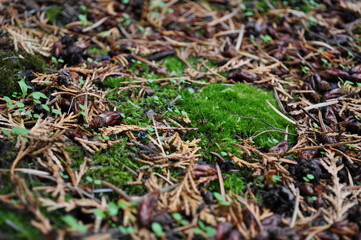 Mossy Wet Ground