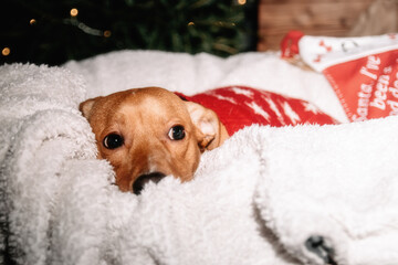 Rudy dog in a red Christmas sweater lying in a white blanket under the Christmas tree (selective...