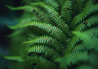 Extreme close up of a silver green fern leaf branch in a beautiful forest setting, with a dark background, shot on a macro lens