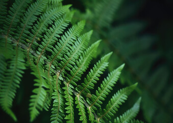 Extreme close up of a silver green fern leaf branch in a beautiful forest setting, with a dark background, shot on a macro lens