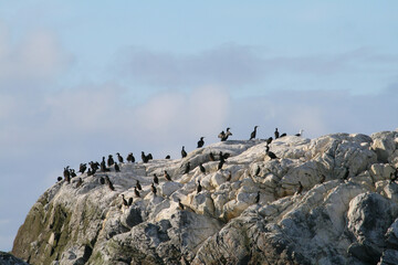 Cormorant rock