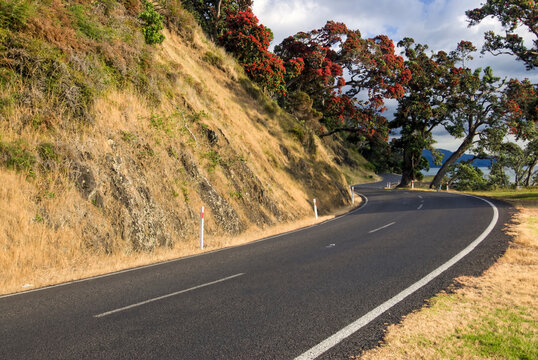 Pohutukawa tree on the side of road,  Firth of Thames side of Coromandel peninsula, New Zealand