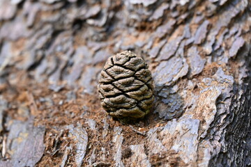 Sequoia pine cone