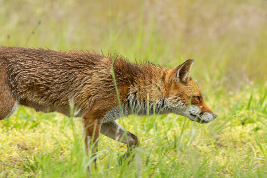 Une renarde apr&egrave;s la pluie et son poil tout mouill&eacute;