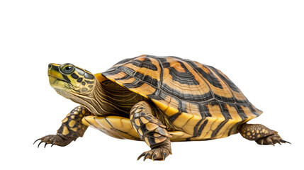 Fototapeta premium tortoise isolated white background transparent background