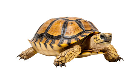 Obraz premium tortoise isolated white background transparent background