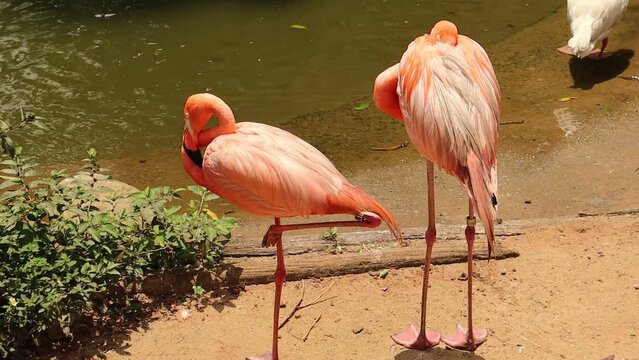 Flamingos pr&oacute;ximo a um lago dentro de um parque