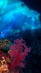 Fototapeta na wymiar Underwater photo of colorful soft corals inside a cave with rays of sunlight