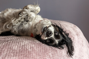 beautiful silly english springer spaniel lying on bed - adorable black and white dog lying upside down on purple blanket