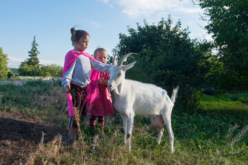 Two children feed an adult goat. - 653493294