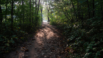 Obraz premium Forêt, Canada, sentier 