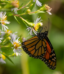 monarch butterfly on white wild flowers with yellow centres  beautiful wings with brown orange and white pattern close up of monarch in natural environment day time sunny room for type 