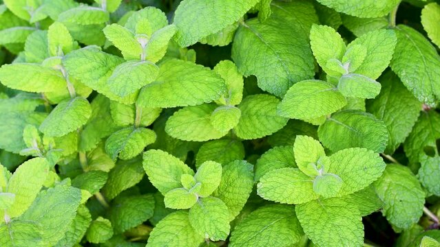 Mentha suaveolens,apple,pineapple or round-leafed mint,an herbaceous, perennial plant in the Lamiaceae family