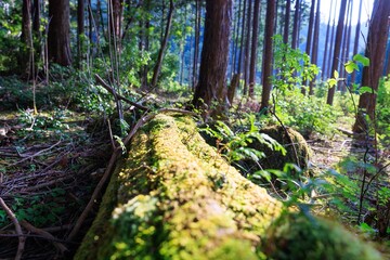 夕暮れの金色日差し、静寂なヒノキ林