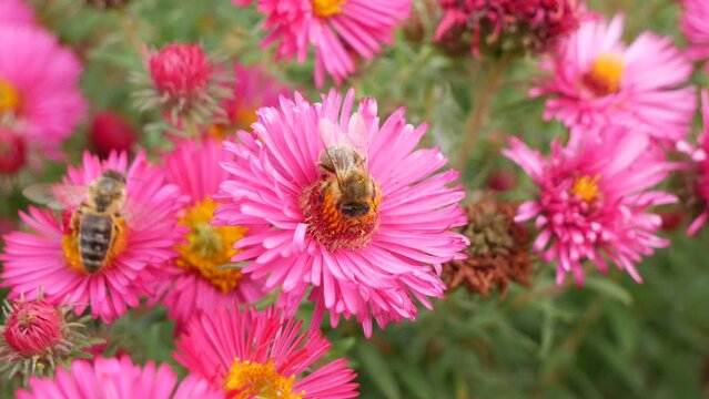Bee  on a pink flower taken in autumn