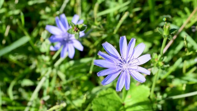 Cichorium intybus or common chicory flower,a perennial herbaceous plant in the Asteraceae family,in late September in the Italian Lazio region,macro close-up