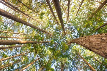 夕暮れの金色日差し、静寂なヒノキ林