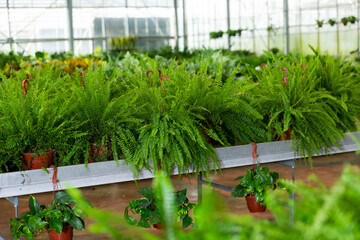 Pots with green ferns in gardening center. Domestic plants in shop. © JackF