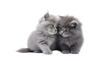 persian cat on isolated transparent background