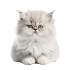 Fotobehang persian cat on isolated transparent background © PY