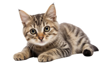 Fototapeta premium Lovely cat on isolated transparent background