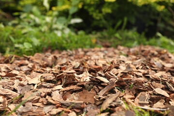 Soil mulched with bark chips in garden, closeup