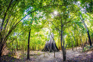 Biggest Amazon tree Angelim Vermelho in tropical rainforest