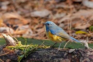 倒木の上で日差しを浴びながらのんびりくつろぐルリビタキ幼鳥オス