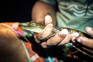 Baby caiman reptile holding at night from amazon jungle