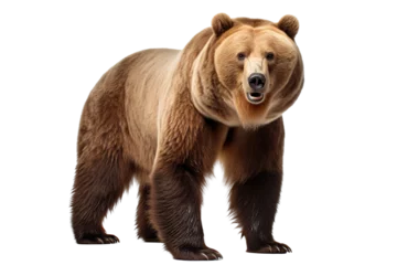 Foto op Canvas a ferocious grizzly bear with full body on a white background studio shot isolated PNG © JetHuynh
